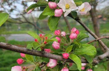 Märchenhaft urlauben auf dem Alpakahof - Foto 12