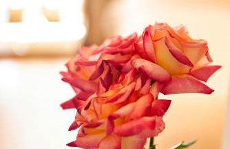 Finca MOLINO DE JARANDA - Foto 19