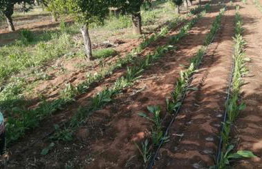 Agriturismo Santa Chiara - Foto 73