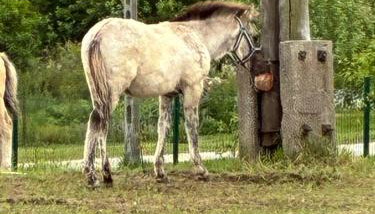 Chata kociewska - Foto 4