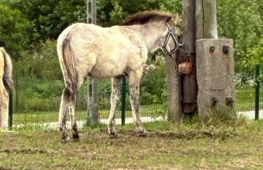 Chata kociewska - Foto 7