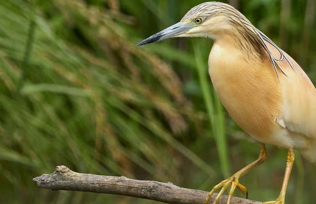 Birdwatching a Badajoz - Foto 2