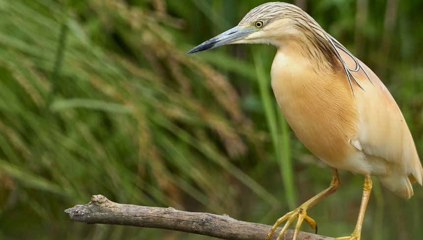 Observation des oiseaux à Badajoz