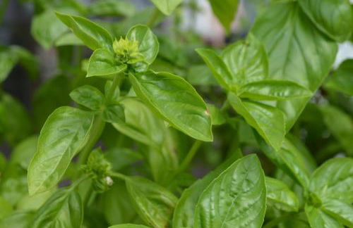 Cascina Graziosa - Foto 50