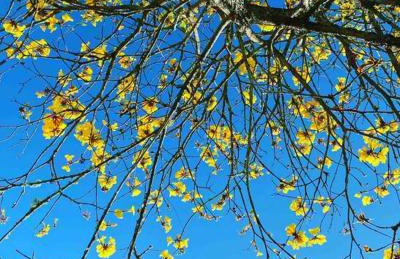 Casa de Campo Chácara Recanto da Águia - Foto 29