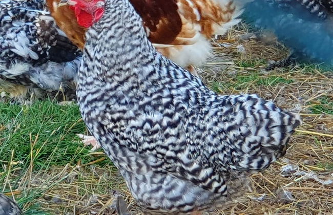 Dartmoor Reach Alpaca Farm - Foto 77