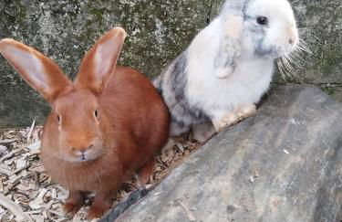 Au pied du vignoble Champenois - Foto 4