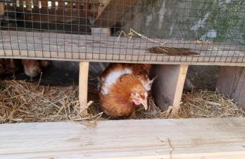 Appartements Schusterhof - Foto 65