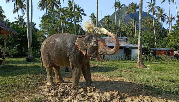 Using the trunk to wash