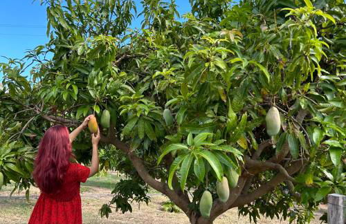 As Casinhas da Madeira - Cosy Stone Cottage in a subtropical garden - Foto 20