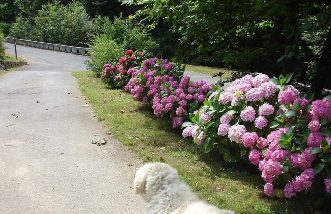 Casa Rural Goikola - Foto 22