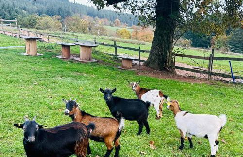 Les Perruchons ancienne grange rénovée avec soin - Foto 54