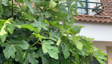 Chalet Monte da Garda - Foto 4, Garden