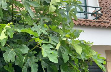 Chalet Monte da Garda - Foto 4