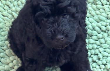 4BR2BA Remodeled Home in the Heart of The Castro! - Foto 57