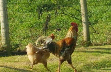 Fazenda Montanhes - Foto 49