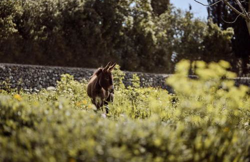 Alkis Farm and Residence - Foto 59