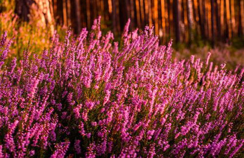 Apartamenty na Wzgórzu Boho 1- Jacuzzi, sauna, survival, free parking - Foto 40