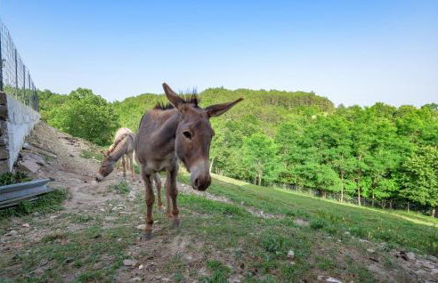 Lovely Apartment In Cerovlje With Wifi - Foto 19