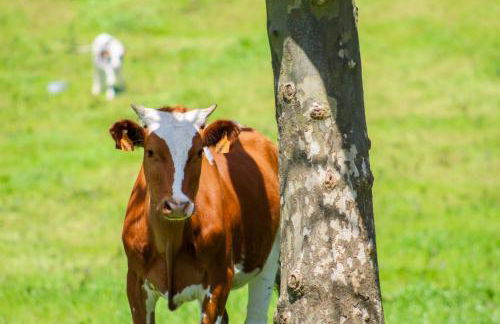 Dreamscape Villa - Photo 13