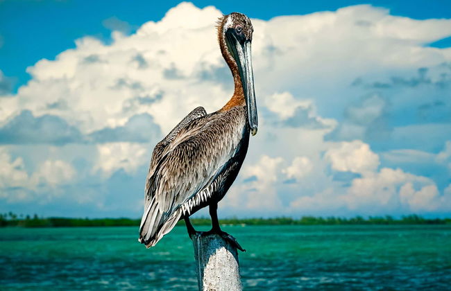 Bird Spotting in Sian Kaʼan Biosphere Reserve - Foto 1