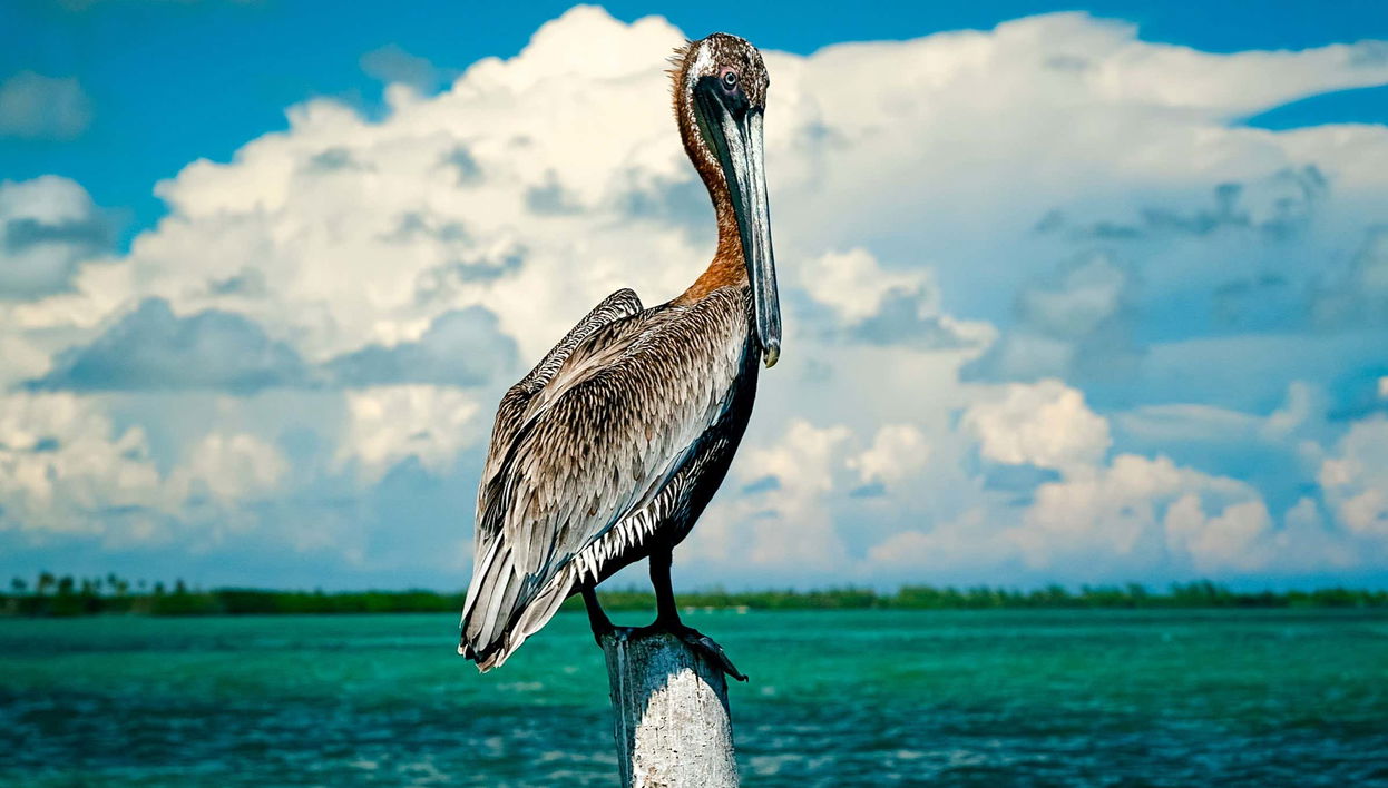Avistamiento de aves en la reserva de Sian Ka'an