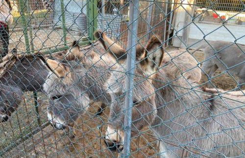 Casa Vacanze TraMonti da M&M - Casargo - Foto 50