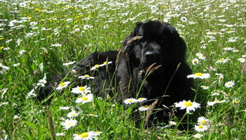 Haus Gollinger - Foto 2