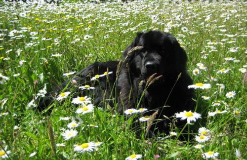 Haus Gollinger - Foto 2