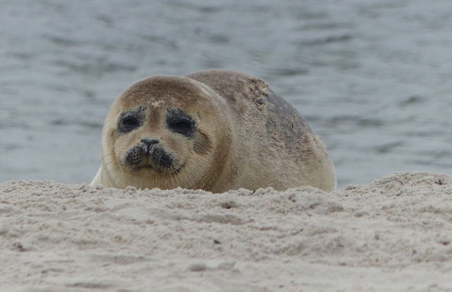 Frische Brise - Photo 42