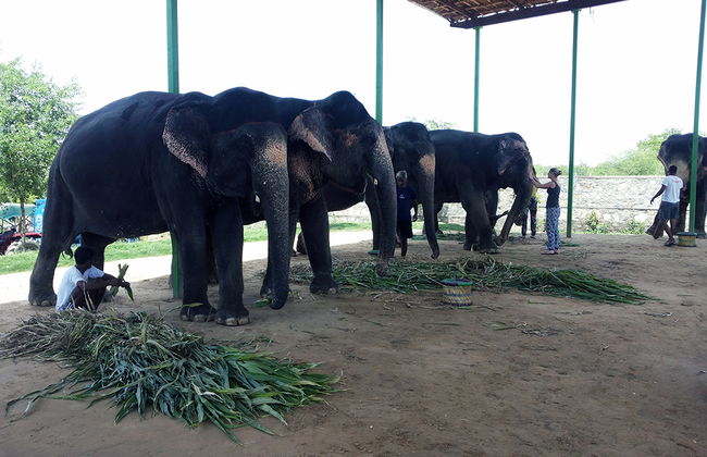 Day with the Elephants - Foto 3