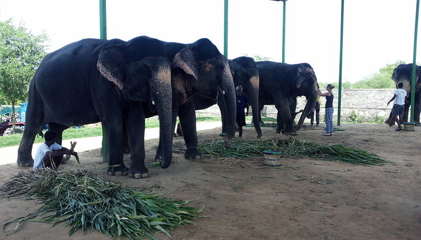 Day with the Elephants - Photo 2