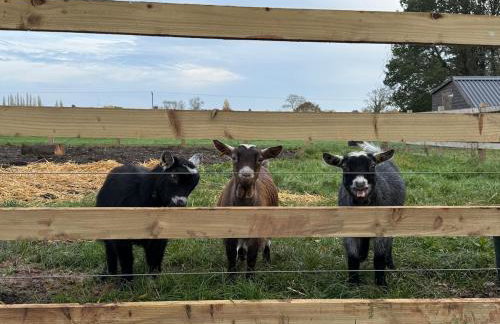 Boutique Countryside Studio with Farm Animals - Foto 3