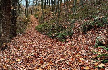 Cabin on 17 acres by National Forest - Foto 39