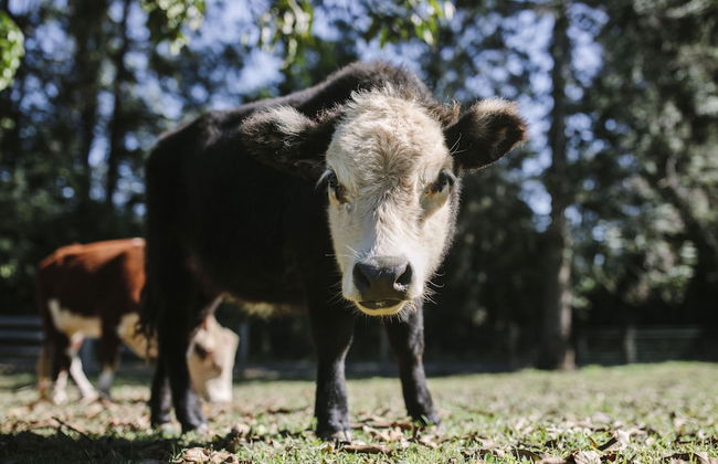 Mango Hill Farm - Foto 22