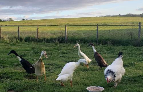 Evadez-vous à la ferme ! - Foto 37