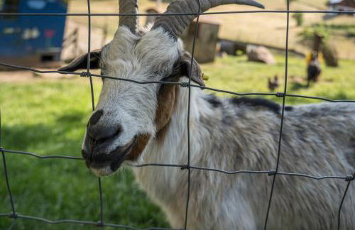 Klausenhansenhof - Foto 17