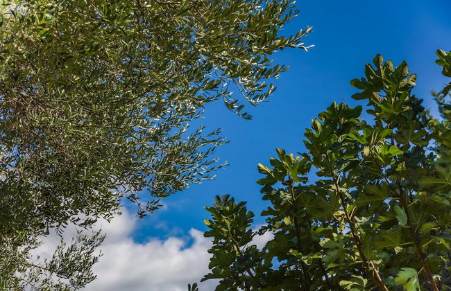 Driftwood Villa - Foto 43