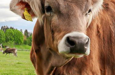 Hörnlestubn - Foto 51