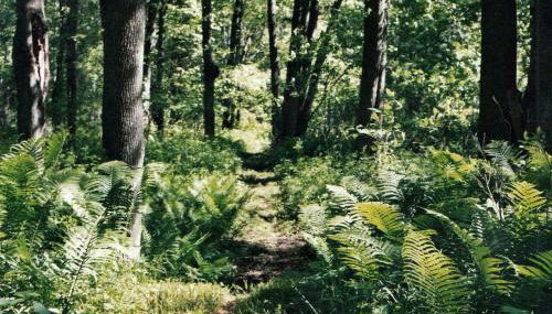 Cabin Surrounded by Sublime Nature near Lake Huron, Michigan - Foto 4