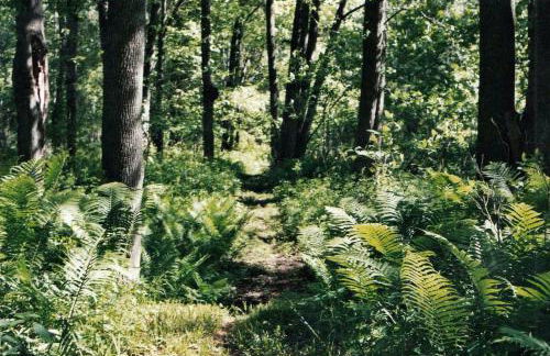 Cabin Surrounded by Sublime Nature near Lake Huron, Michigan - Foto 4