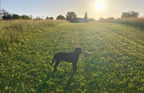 Le Pigeonnier Gite - Foto 32