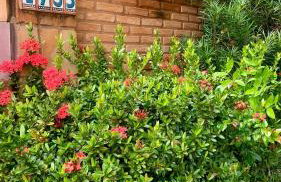 Casa Tropicale House accommodates family and work - Foto 49