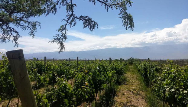 Passeggiata tra i vigneti durante la visita alla cantina