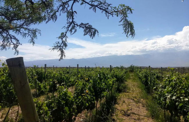 Excursión a Tafí del Valle y ruinas de Quilmes + Visita a una bodega - Foto 3
