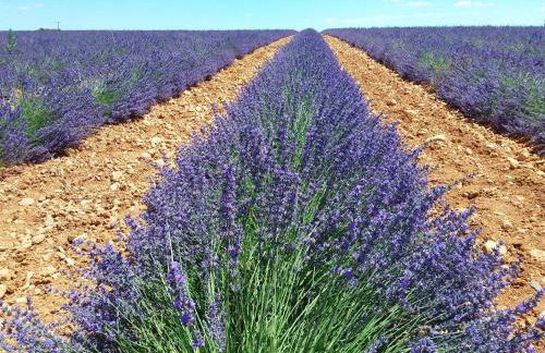 Au pays de la lavande... - Photo 5