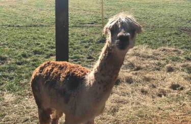 LUXURY!! Hot Tub, Pool Table, River & Petting zoo? - Foto 13