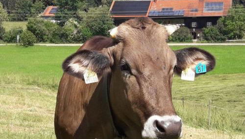 Hiemer 2 Comfortable holiday residence - Foto 5, Other