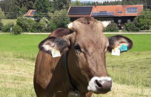 Hiemer 2 Comfortable holiday residence - Foto 5