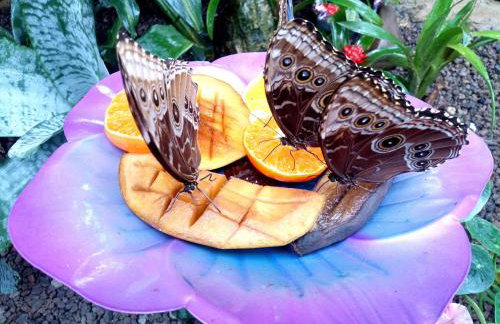 Kinderfreundlich Am Dorflädchen - Photo 5